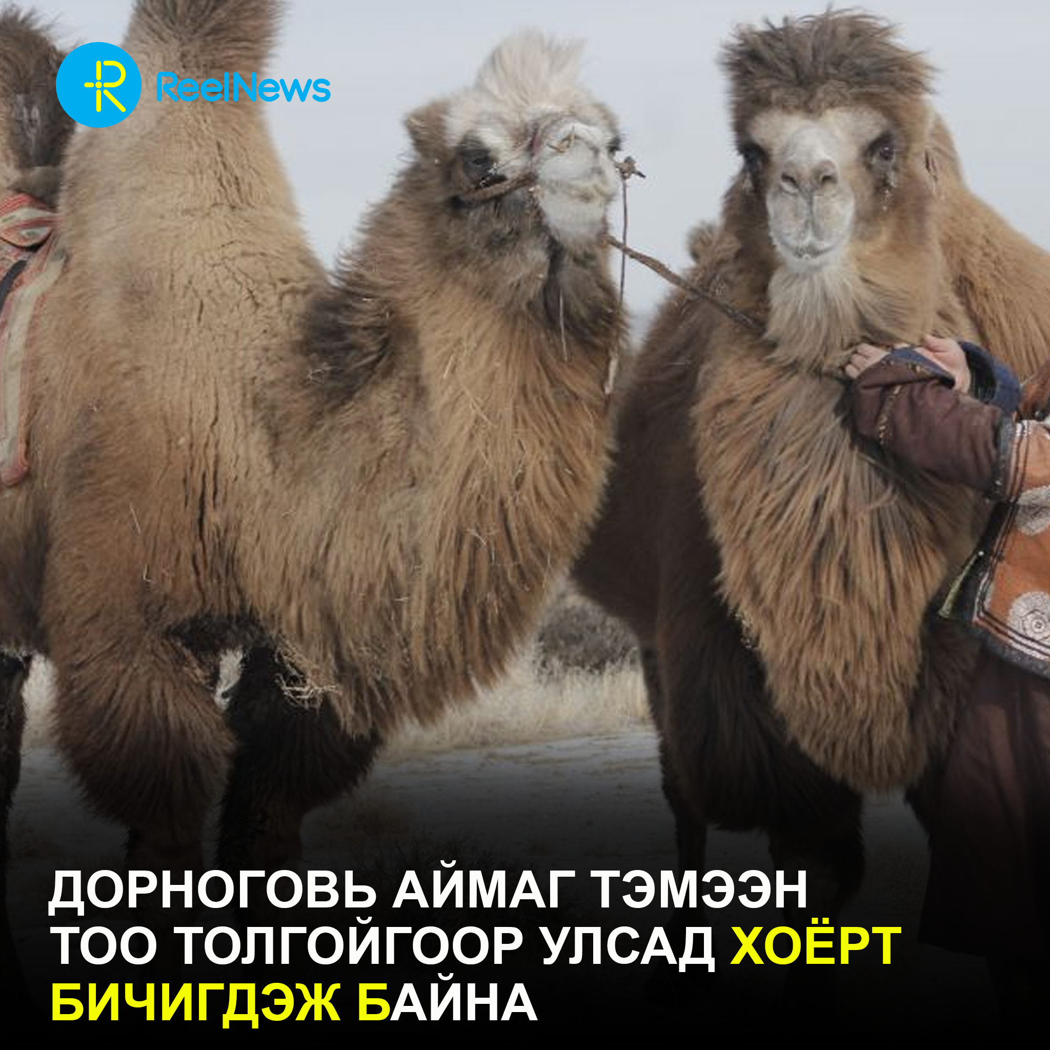 Дорноговь аймаг тэмээний тоо толгойгоор улсад хоёрт бичигдэж байна